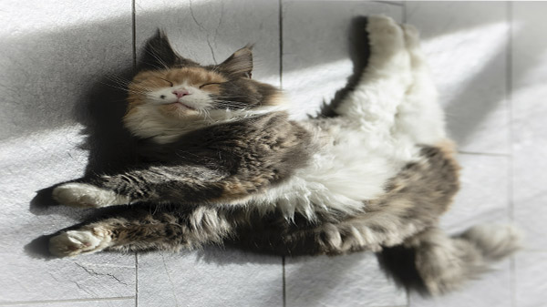 Фото кота с растягиванием до 16:9